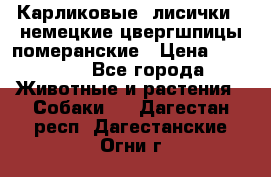 Карликовые “лисички“  немецкие цвергшпицы/померанские › Цена ­ 35 000 - Все города Животные и растения » Собаки   . Дагестан респ.,Дагестанские Огни г.